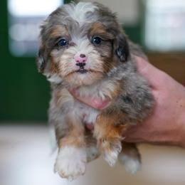 Doc - Merle male Bernedoodle puppy in Dundee, Ohio from Down Home Doodle