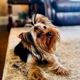 Diamond - Yorkshire Terrier