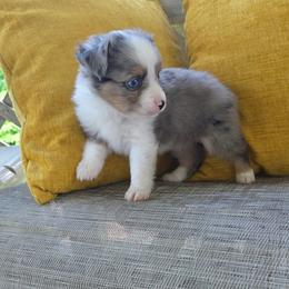 Boy 2 - Blue merle male Toy Australian Shepherd puppy in Missouri from MadCat Toy Aussies
