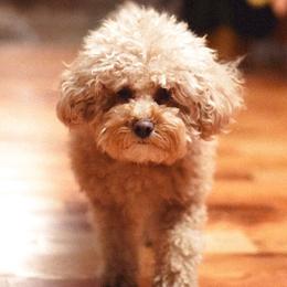 Maltipoos from Waffles puppies