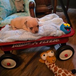 Zazu - Chocolate sabled fawn male Chihuahua puppy in Orange, Texas from Tiny Paws from God