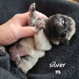 Boy 2 - Fawn male Pug puppy in Phoenix, Arizona from Pug Place Phoenix