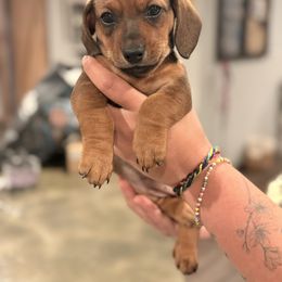 Girl 1 - Sable female Dachshund puppy in Pea Ridge, Arkansas from Cotton Patch Ridge