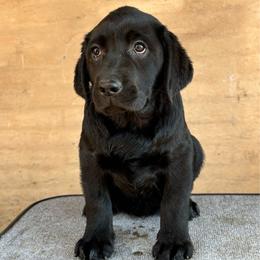 Lottie - Black female Labrador Retriever puppy in Napavine, California from StormyDaze Labradors & Beagles