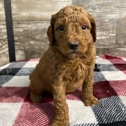 Duke - Red  male Poodle puppy in Osseo, Michigan from Paws in the Country