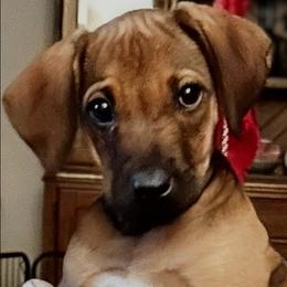 G3 - Rd whtn blk nose female Rhodesian Ridgeback puppy in Chino, California from Desert Star African Lionhounds