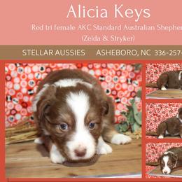 Alicia Keys - Red tri-color female Australian Shepherd puppy in Asheboro, North Carolina from Stellar Aussies