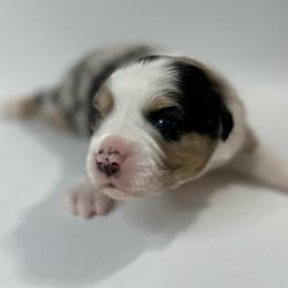 Grant - Blue merle male Miniature Australian Shepherd puppy in Luling, Texas from Little Wood Toy and Mini Aussies