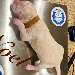 Noel - White male Poodle puppy in Mobile, Alabama from Semmy’s Standard Poodle LLC