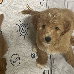 Duke - Goldendoodle puppy from Danielle's Doodles