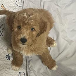 Duke - Goldendoodle puppy from Danielle's Doodles