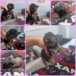 Girl 2 - Black and tan female Shih Tzu puppy in Houston, Texas from Shih Tzu Houston