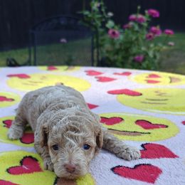 Clarion - Apricot male Poodle puppy in Dallas, Texas from Halo's Heroes Doodles