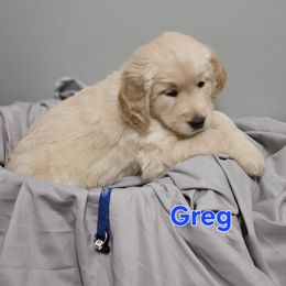 Greg - Light golden male Golden Retriever puppy in Post Falls, Idaho from Majestic Golden Retrievers