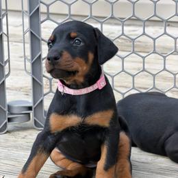 Light Pink collar Girl - Black and rust female Doberman Pinscher puppy in Madison, Indiana from Jensen Dobermans and Dachshunds