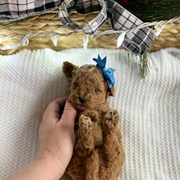 Bernedoodle and Poodle Puppies from Miranda’s Sunshine Poodles and Doodles