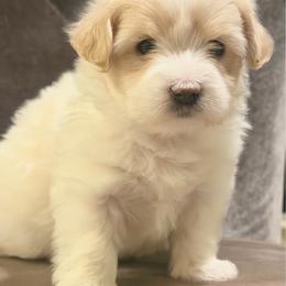 Tinker - White female Coton de Tulear puppy in Palm Desert, California from Cotoncutie