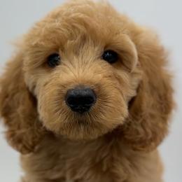 Assorted Doodle Crosses and Poodles from Brandi’s Southern Doodles & Poodles, LLC