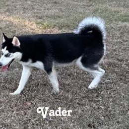 Vader - Siberian Husky