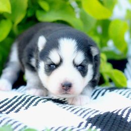 Fisher - Black and white male Pomsky puppy in Bremen, Indiana from AMS Pomeranians and Pomskies in Indiana