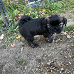 Robert - Grizzle male Lhasa Apso puppy in Snover, Michigan from Lhasa Fur Life