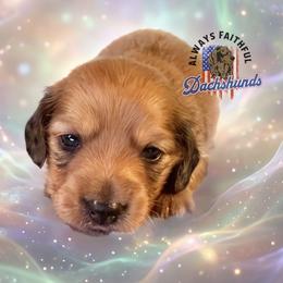 AFDs Benelli - Red male Dachshund puppy in Waverly, Ohio from Always Faithful Dachshunds