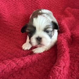 Puppy1 - Black and tan male Pekingese puppy in Mabank, Texas from Peke Lovers of Texas