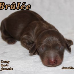 Brûlée - Chocolate and tan female Dachshund puppy in Paris, Texas from Kuttin’ Up Mini Aussies