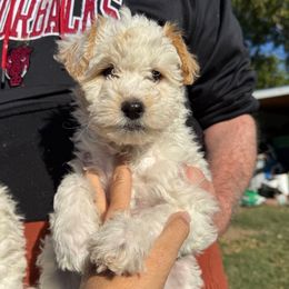 Joy - Yellow and white female Bernedoodle puppy in Hays, Kansas from Pine Street doodles