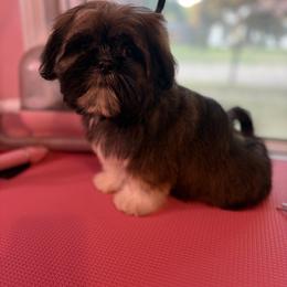 Shiloh - Brindle and white male Shih Tzu puppy in Roseville, Michigan from Diamond Paws LLC