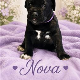 Nova - Black female Cane Corso puppy in El Paso, Texas from PaPaws Gotta Love It Kennels