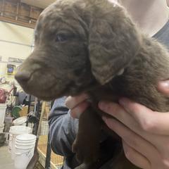 Boy 2 - Chesapeake Bay Retriever puppy in Blue Hill, Nebraska from BlueBelle's Canine Companions