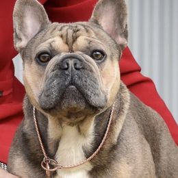 French Bulldogs from Frenchie’s of Glen Ellen