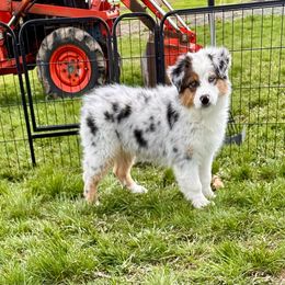 Chardonnay - Blue merle Australian Shepherd puppy in Washington from White House Australian Shepherds