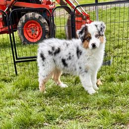 Chardonnay - Blue merle Australian Shepherd puppy in Washington from White House Australian Shepherds