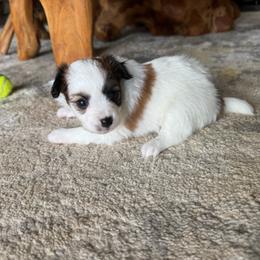 Mitzi's Girl - White and red female Papillon puppy in Shirley, Arkansas from Lucky Pups