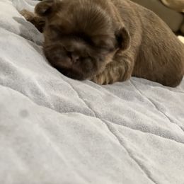 Girl 3 - Shih Tzu puppy from Furever Family