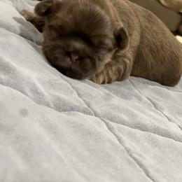 Girl 3 - Shih Tzu puppy from Furever Family
