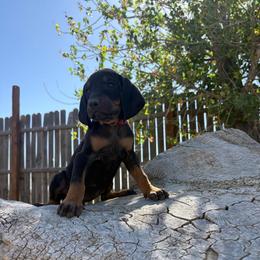 Precious Red - Black and tan female Black and Tan Coonhound puppy in Pueblo, Colorado from BT Coonhound