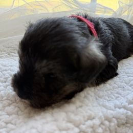 Red Collar - Salt and pepper male Miniature Schnauzer puppy in Smyrna, Tennessee from Moore's Miniature Schnauzers
