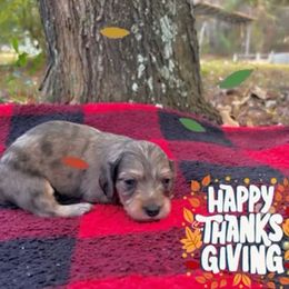 Small spot dapple - Chocolate and cream male Dachshund puppy in Crestview, Florida from Neverending Dachies