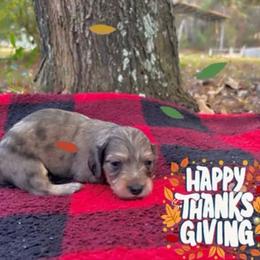 Small spot dapple - Chocolate and cream male Dachshund puppy in Crestview, Florida from Neverending Dachies