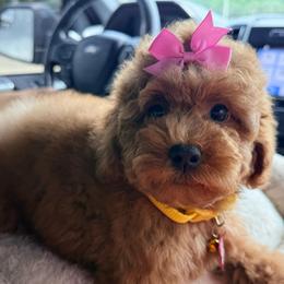 Eevee - Red  female Goldendoodle puppy in Miami, Florida from Haus of Pawz