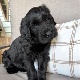 Clover - Black female Giant Schnauzer puppy in Collinsville, Mississippi from Hillside Kennels