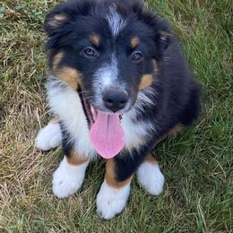 Australian Shepherd Puppies from LIT Aussies