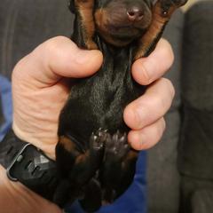 Dachshund Puppies from Wootens Wünderhunds