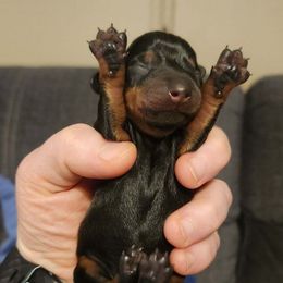 Dachshund Puppies from Wootens Wünderhunds