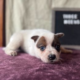 Rider - Red speckled male Australian Cattle Dog puppy in Cottage Grove, Oregon from Heirloom Ranch