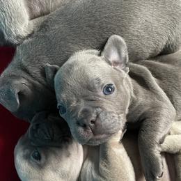 French Bulldog puppies from Surcouf Frenchie’s