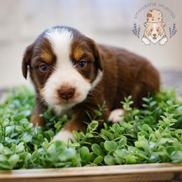 Cocoa - Red tri female Miniature Australian Shepherd puppy in Hearne, Texas from Wigglebutts Unlimited